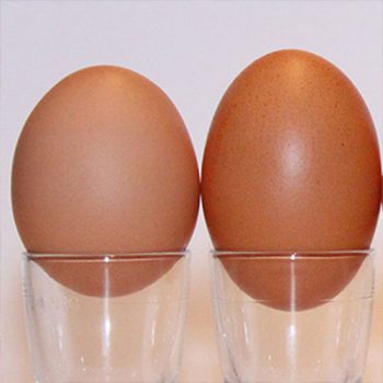 Frische Eier direkt vom Erzeuger bei Legau